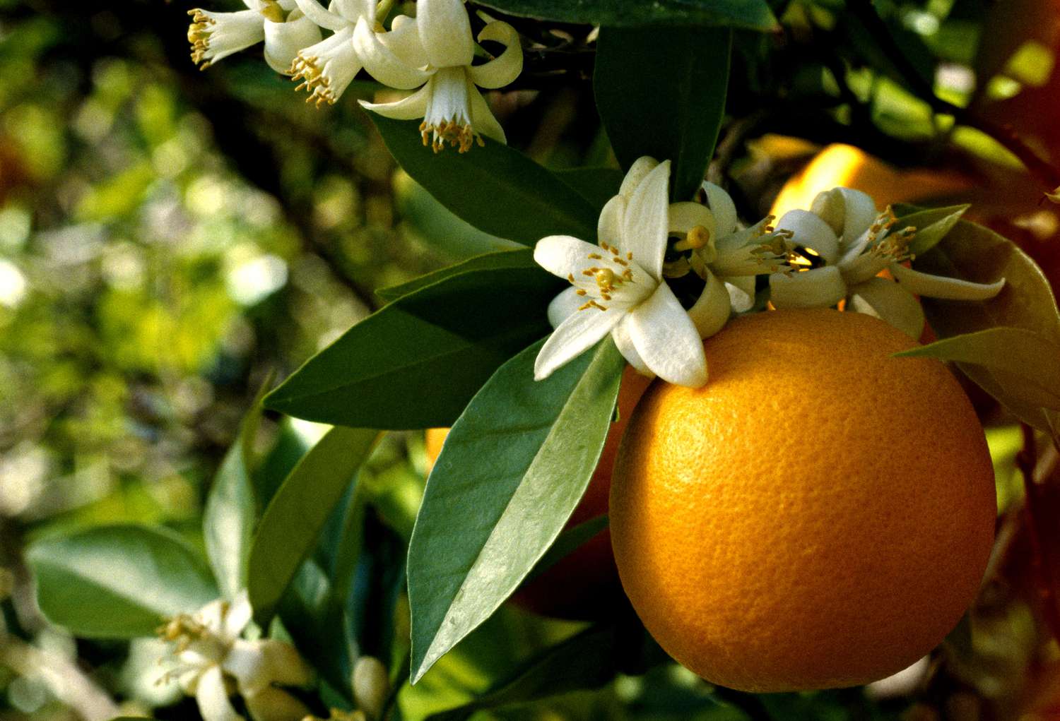 Vitamin-c